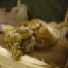 Tigers 1 12