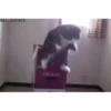 @cgifs Cats 14