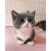 videocats 10