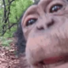 обезьяны 1 13