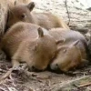 Capivara _ Carpincho 15