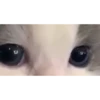 videocats 12