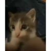 videocats 13