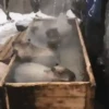 Capivara _ Carpincho 16