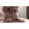 videocats 14