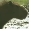 Capivara _ Carpincho 17