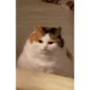 😸Kitten 2 گوربه😸 @SharedNewFolder 11