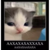 videocats 15