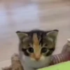 meowkittys 14