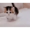 videocats 16