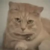 meowkittys 16