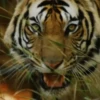 Tigers 1 15