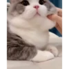 😸Kitten 2 گوربه😸 @SharedNewFolder 12