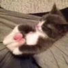 meowkittys 18