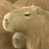 Capivara _ Carpincho 18