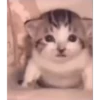 videocats 17