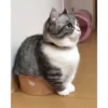 😸Kitten 2 گوربه😸 @SharedNewFolder 13