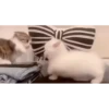 😸Kitten 2 گوربه😸 @SharedNewFolder 14