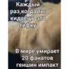 videocats 18