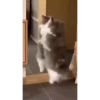 😸Kitten 2 گوربه😸 @SharedNewFolder 16