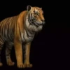 Tigers 1 16