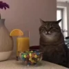 meowkittys 20