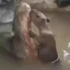 Capivara _ Carpincho 19