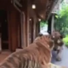Tigers 1 17