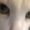 meowkittys 21