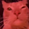 meowkittys 22
