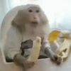обезьяны 1 22