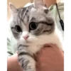 😸Kitten 2 گوربه😸 @SharedNewFolder 17