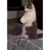 😸Kitten 2 گوربه😸 @SharedNewFolder 18