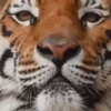 Tigers 1 19