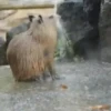 Capivara _ Carpincho 22