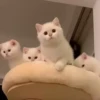 😸Kitten 2 گوربه😸 @SharedNewFolder 19