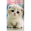 videocats 19