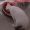 videocats 20