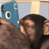 Monos 2 18