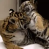 Tigers 1 21