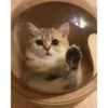 😸Kitten 2 گوربه😸 @SharedNewFolder 20