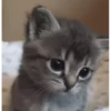 meowkittys 23