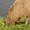 Capivara _ Carpincho 23