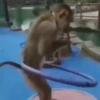 Monos 2 19