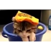 videocats 21