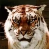 Tigers 1 23