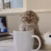 videocats 22