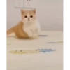 😸Kitten 2 گوربه😸 @SharedNewFolder 22