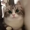 😸Kitten 2 گوربه😸 @SharedNewFolder 23