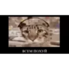 videocats 23